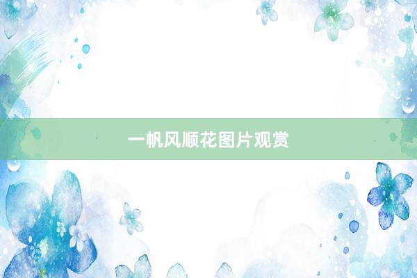 一帆风顺花图片观赏